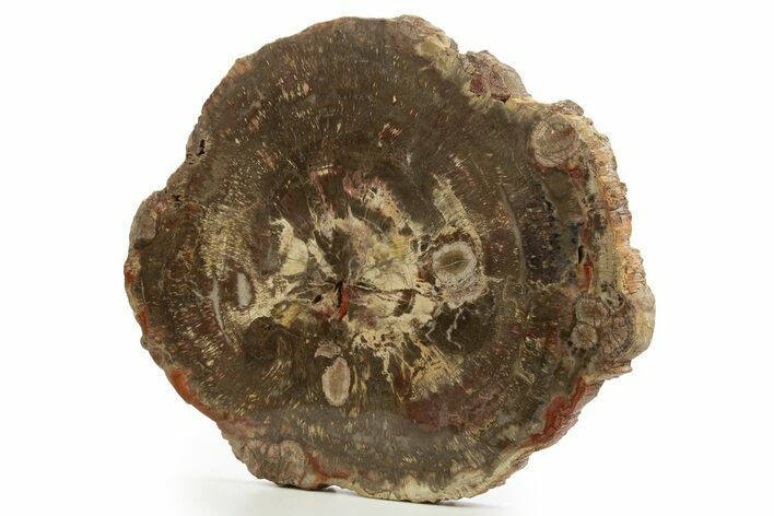 Large Polished Petrified Wood Round with Fungal Rot - Arizona #332929